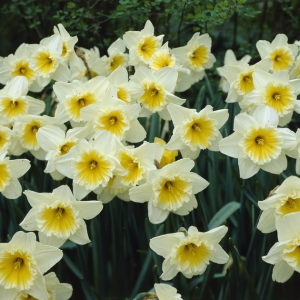Daffodil Ice Follies Daffodil Ice Follies