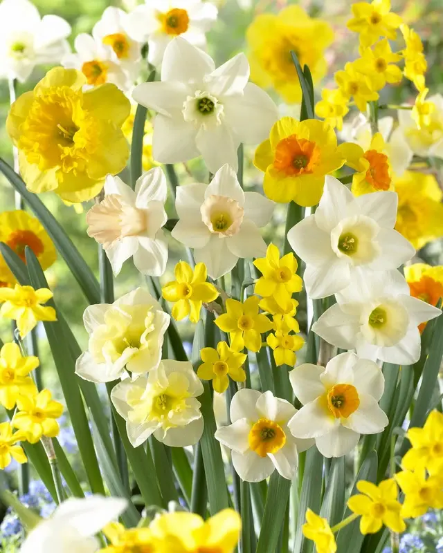 Daffodil Mix Fragrant Meadow Daffodil Mix Fragrant Meadow