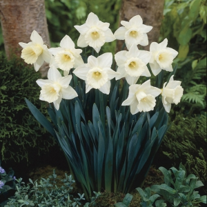 Daffodil Mount Hood Daffodil Mount Hood