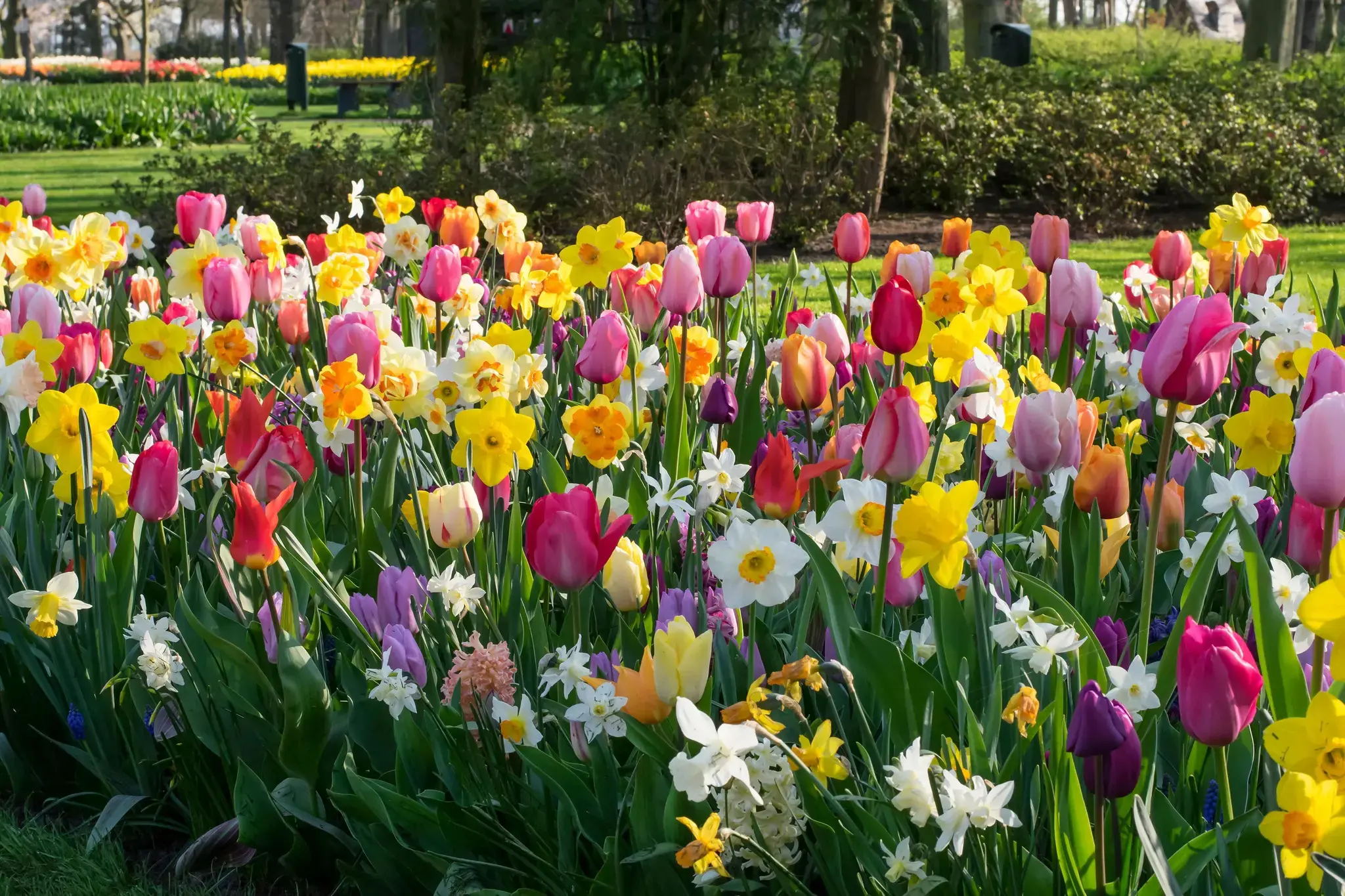 Daffodil (Narcissus) Blends