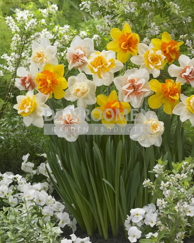 Daffodil (Narcissus) Double