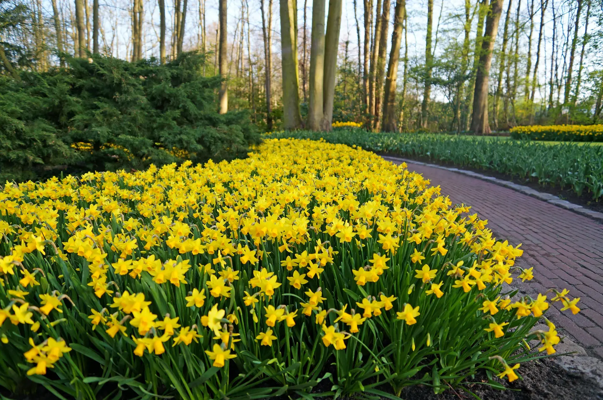 Daffodil (Narcissus) Miniature