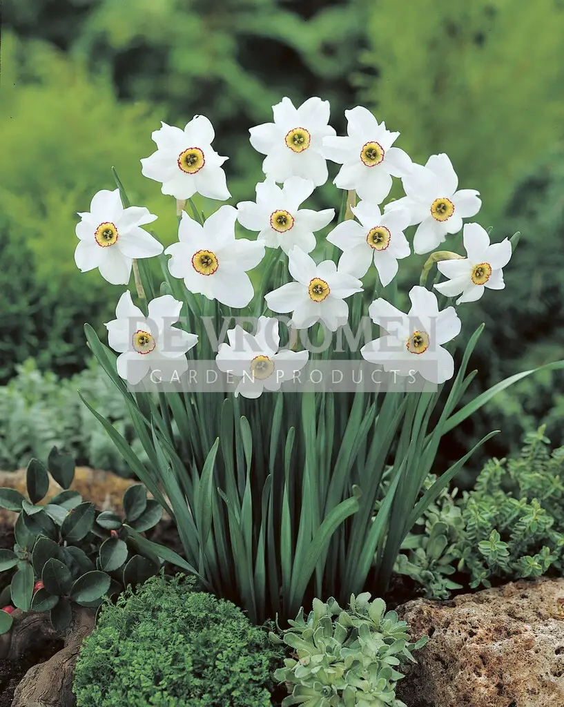 Daffodil (Narcissus) Poeticus