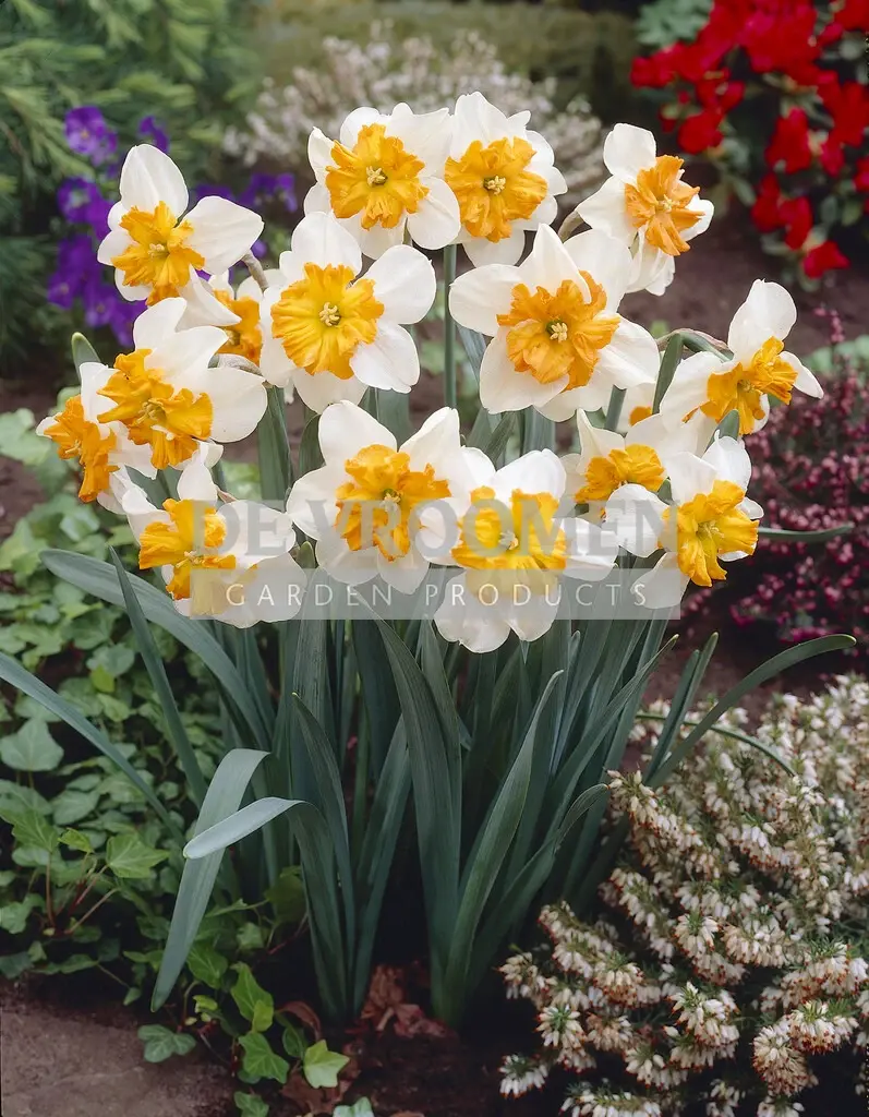 Daffodil (Narcissus) Split Corona (Butterfly)