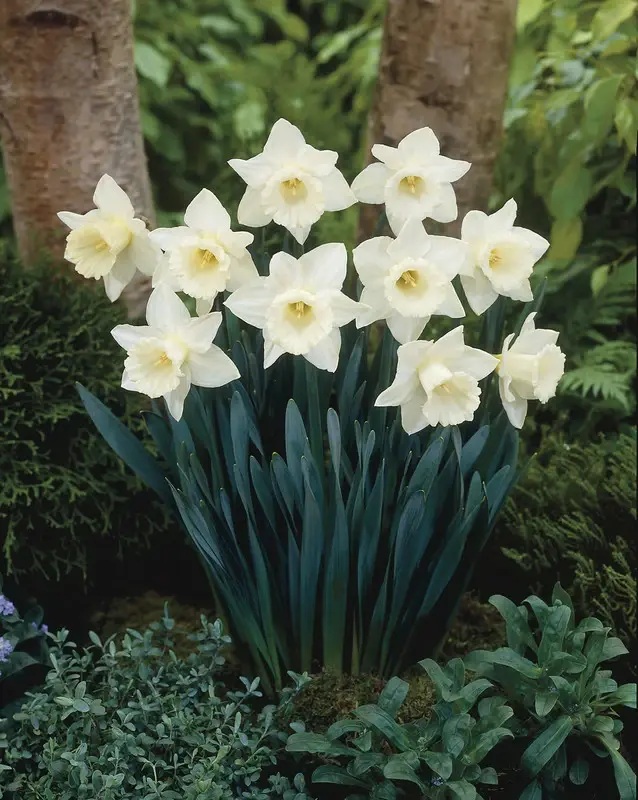 Daffodil (Narcissus) Trumpet