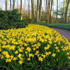 Daffodil Tête-à-Tête Daffodil Tête-à-Tête