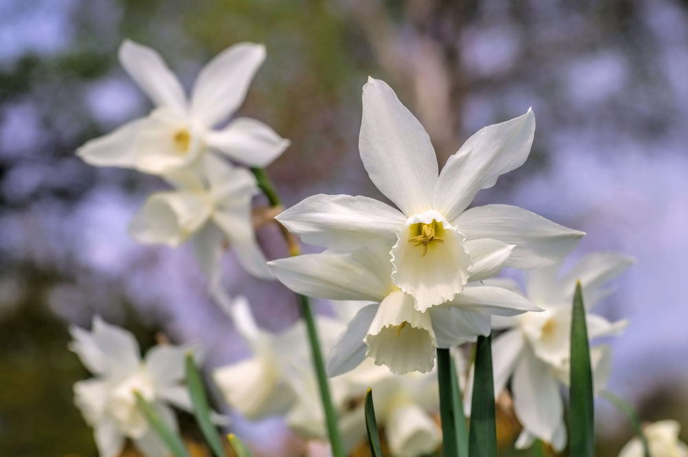 Daffodil Thalia Daffodil Thalia