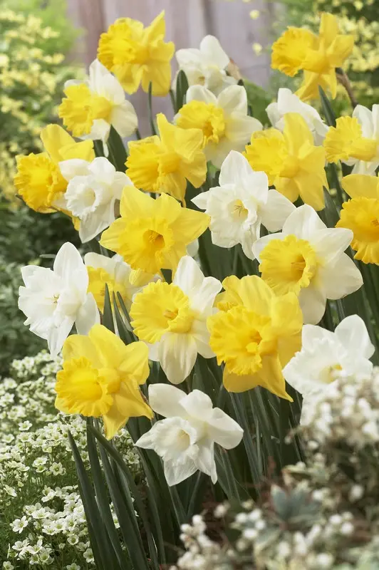 Daffodil Welcoming Trumpets Daffodil Welcoming Trumpets