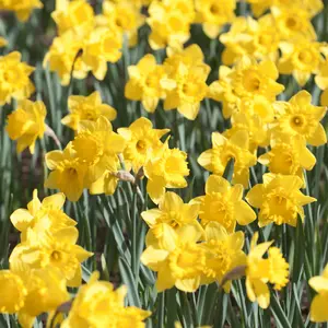 Daffodils