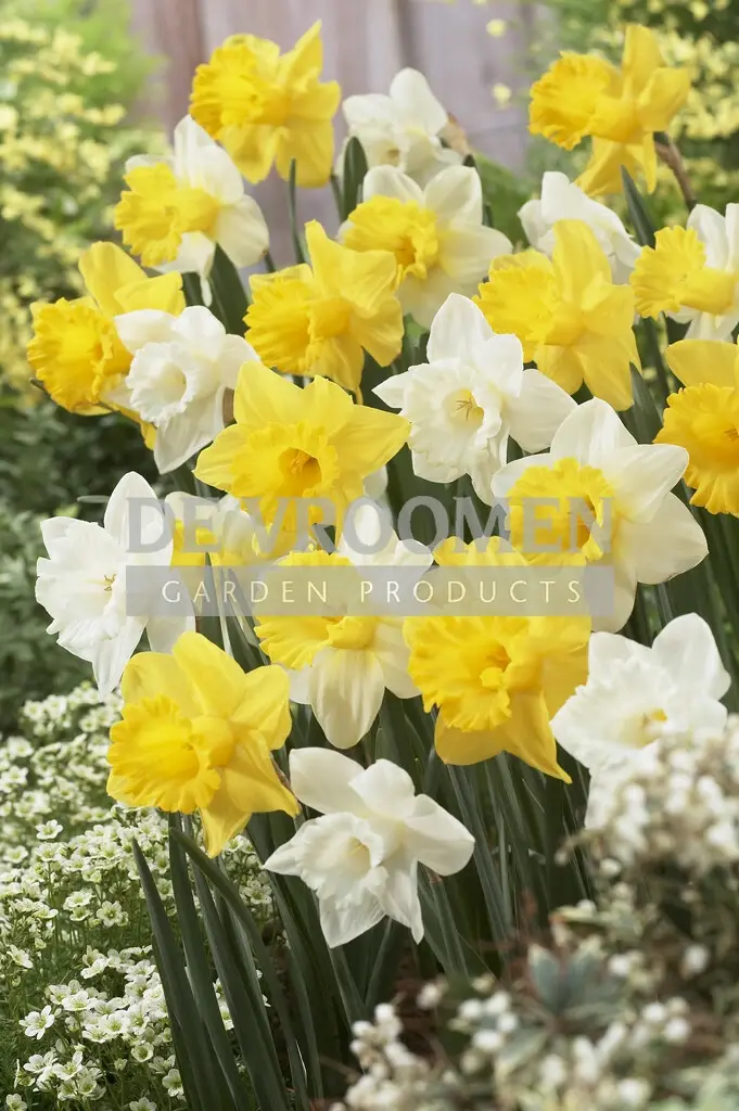 Daffodils (Narcissus)