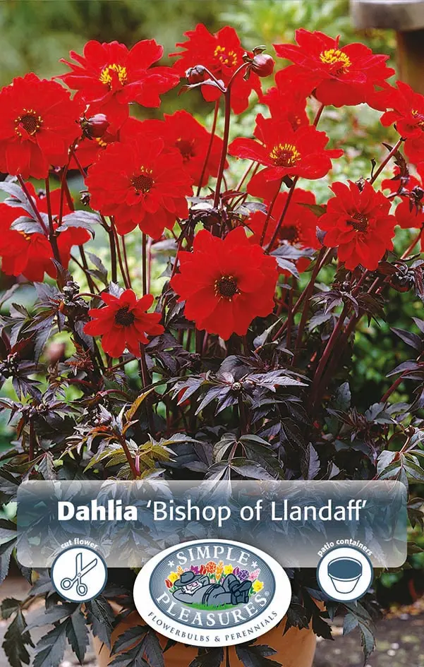Dahlia Dark Leaf
