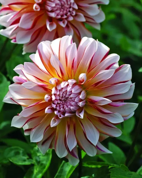 Dahlia Decorative