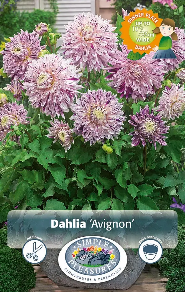 Dahlia Patio Dinnerplate