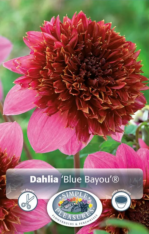 Dahlia Power Puff