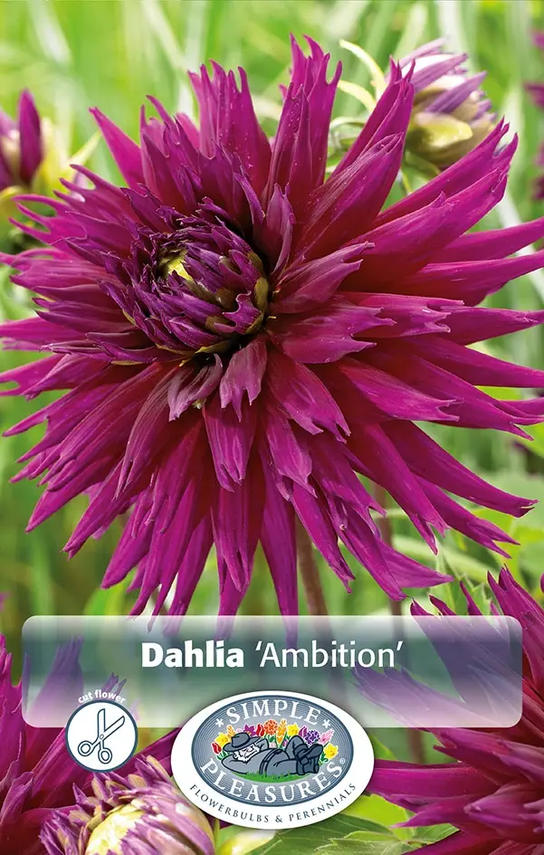Dahlias Fimbriata
