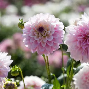 Dahlias for Pot Culture