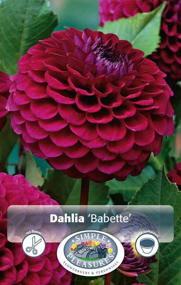 Dahlias Giant Ball