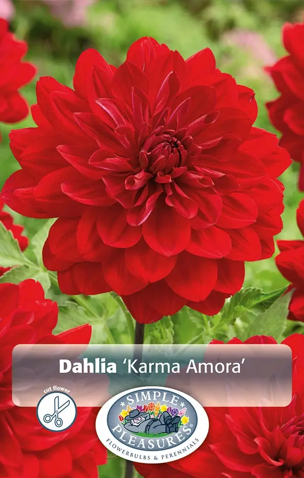 Dahlias Karma