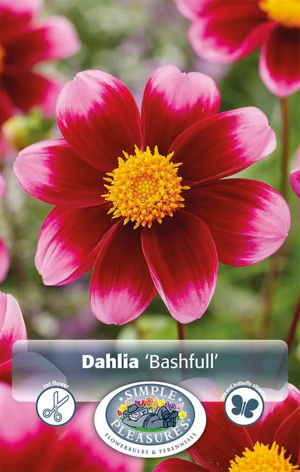 Dahlias Mignon