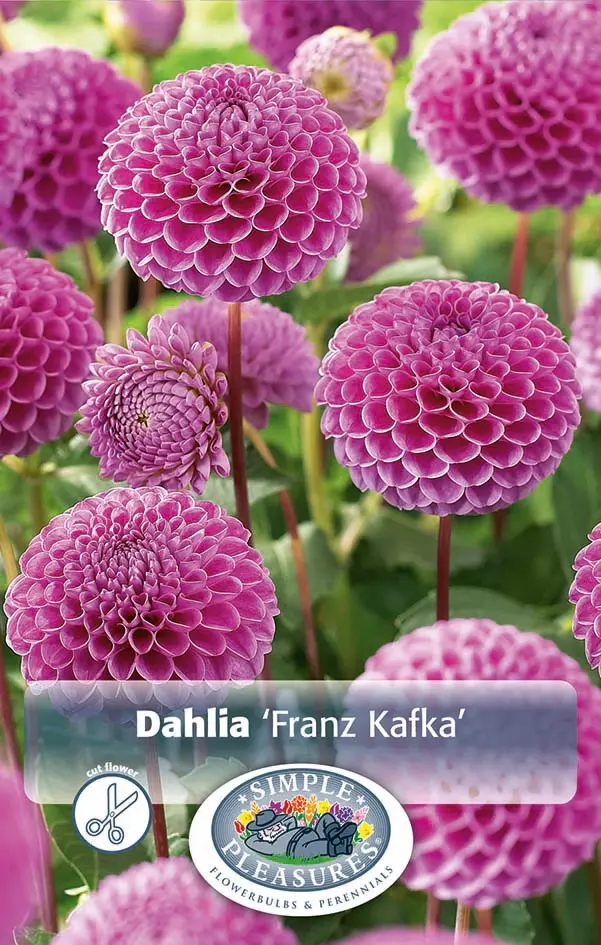 Dahlias Pom Pom