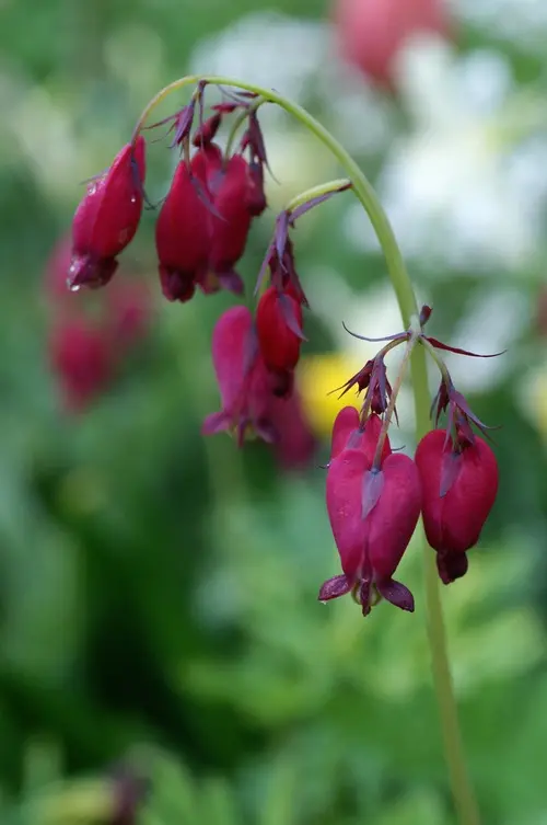 Dicentra