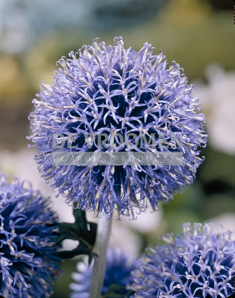Echinops