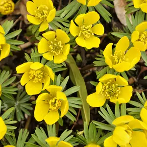 Eranthis