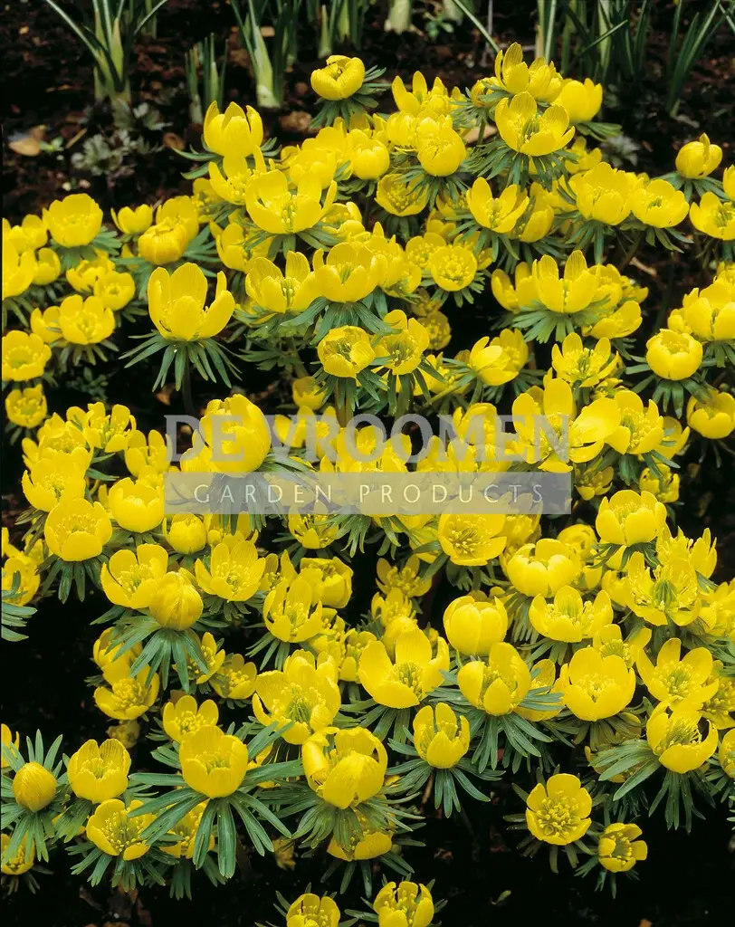 Eranthis