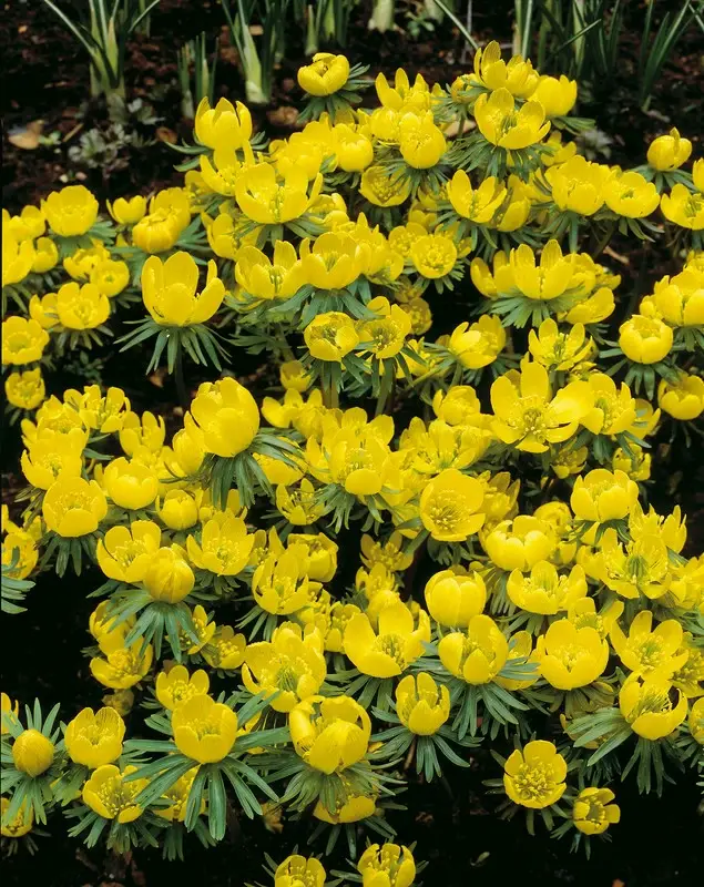 Eranthis Hyemalis