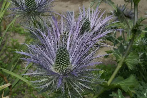 Eryngium