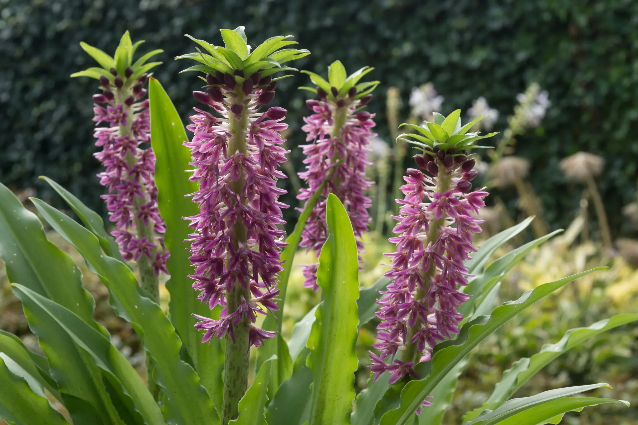 Eucomis