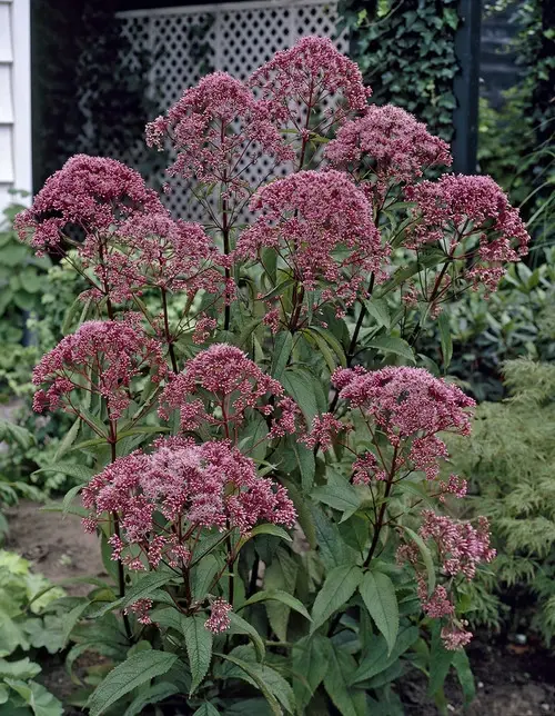 Eupatorium