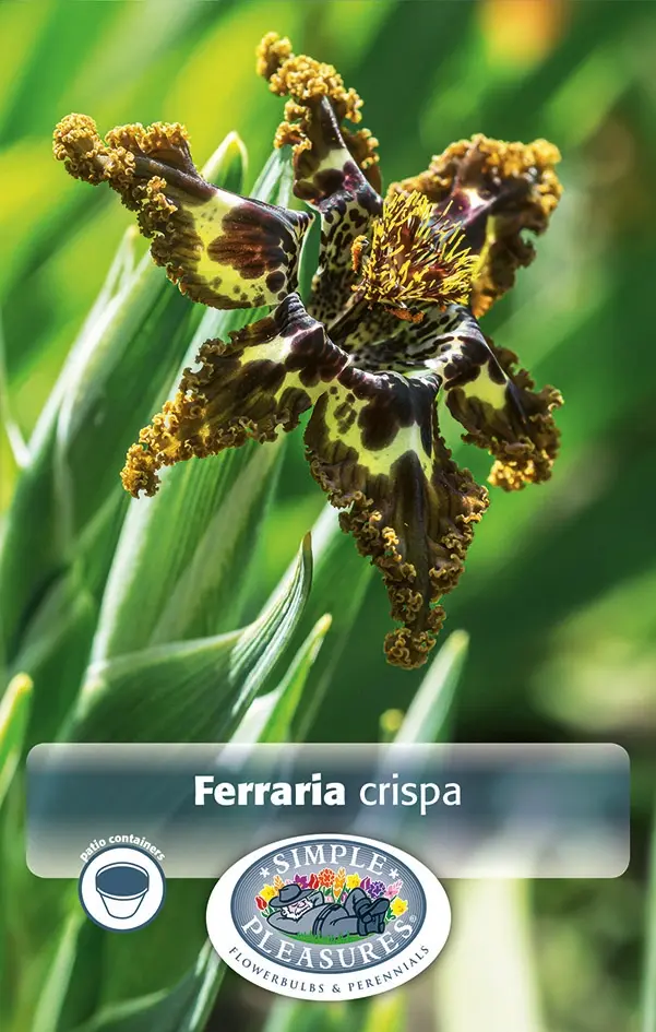 Ferraria