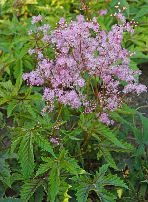 Filipendula