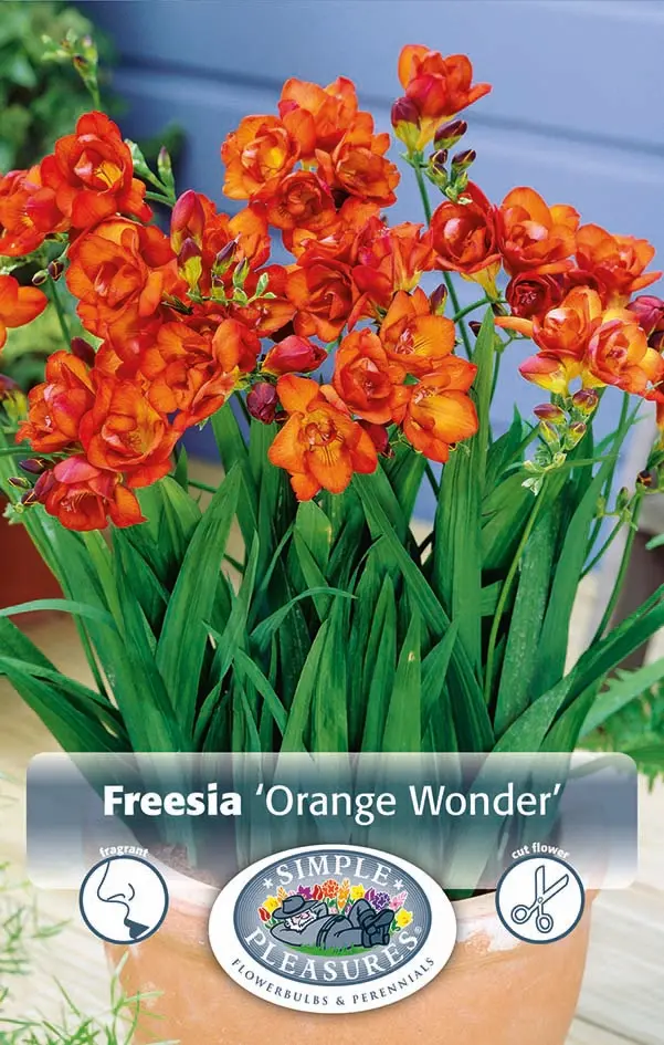 Freesia