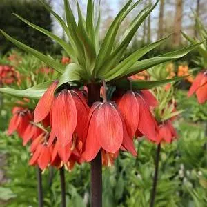 Fritillaria