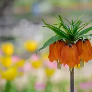 Fritillaria Meleagris