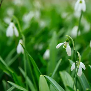 Galanthus
