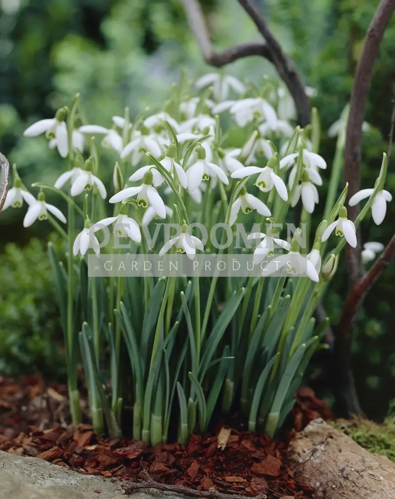 Galanthus