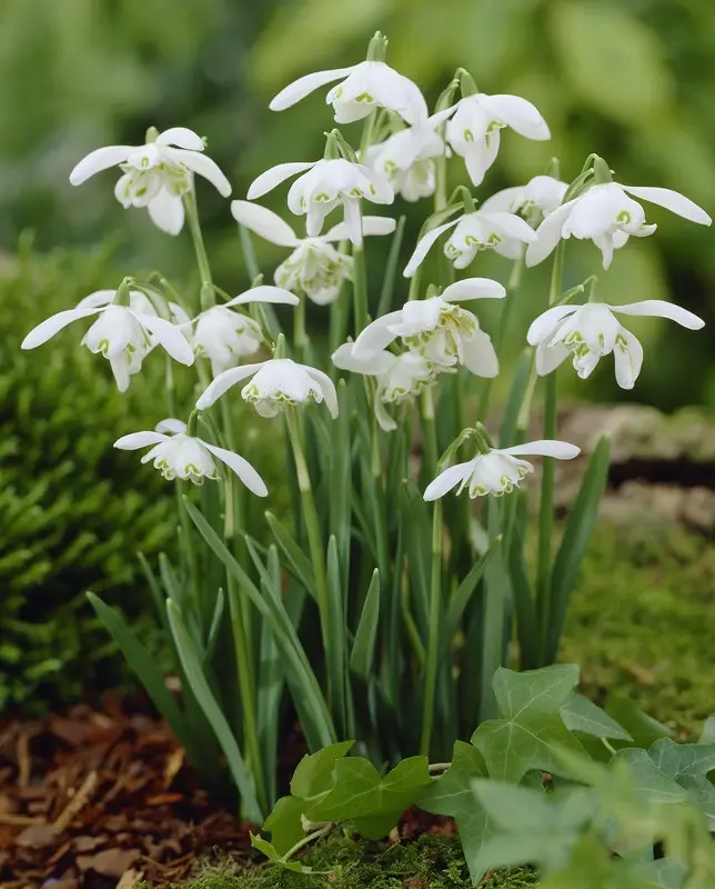 Galanthus Nivalis
