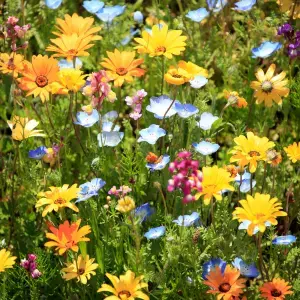 Garden Joy Flower Bulbs