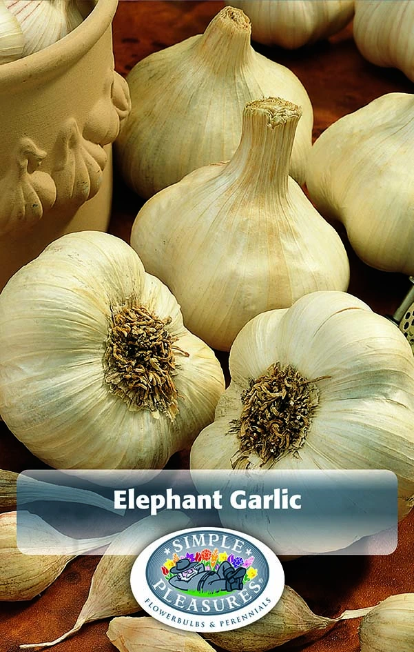 Garlic
