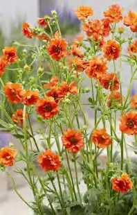 Geum