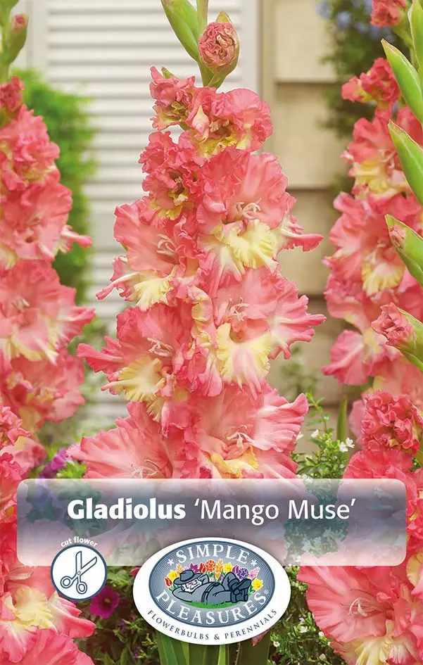 Gladiolus