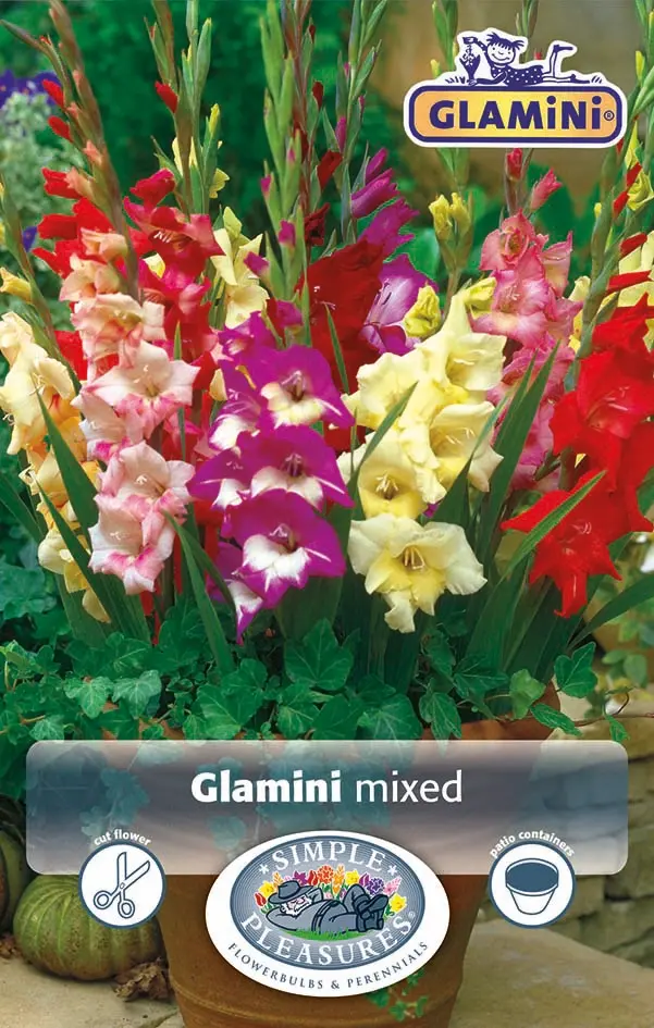 Gladiolus Glamini