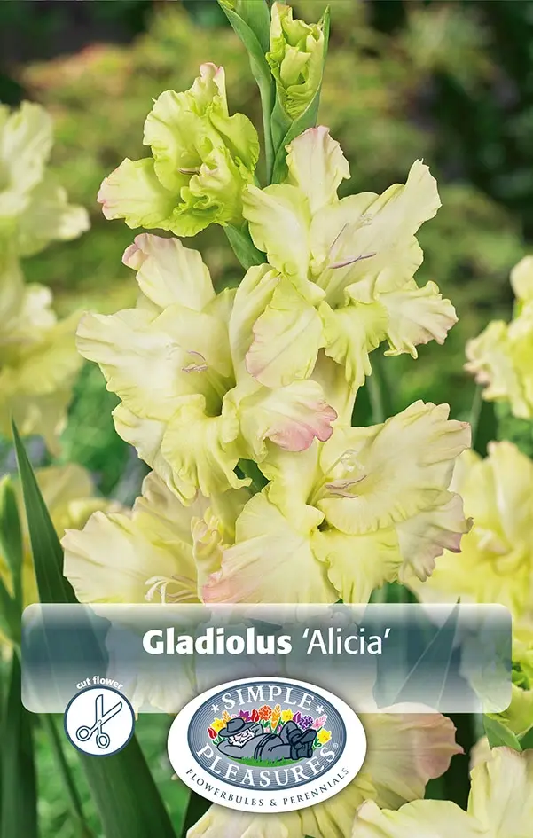 Gladiolus Parrot