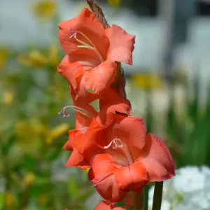 Glamini® pot Gladiolus