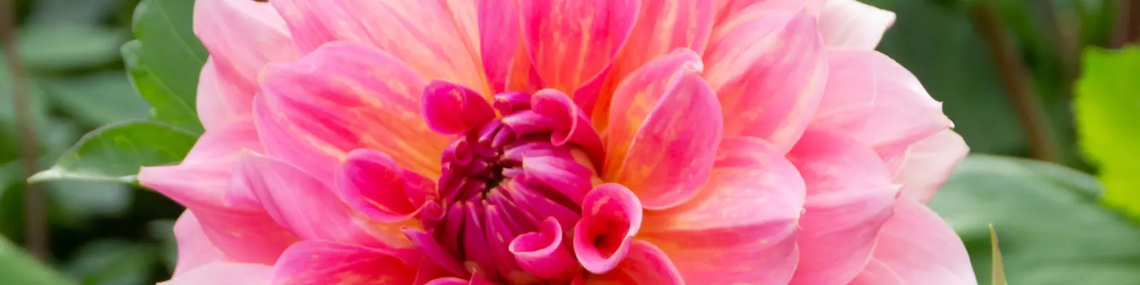 DE VROOMEN GARDEN PRODUCTS