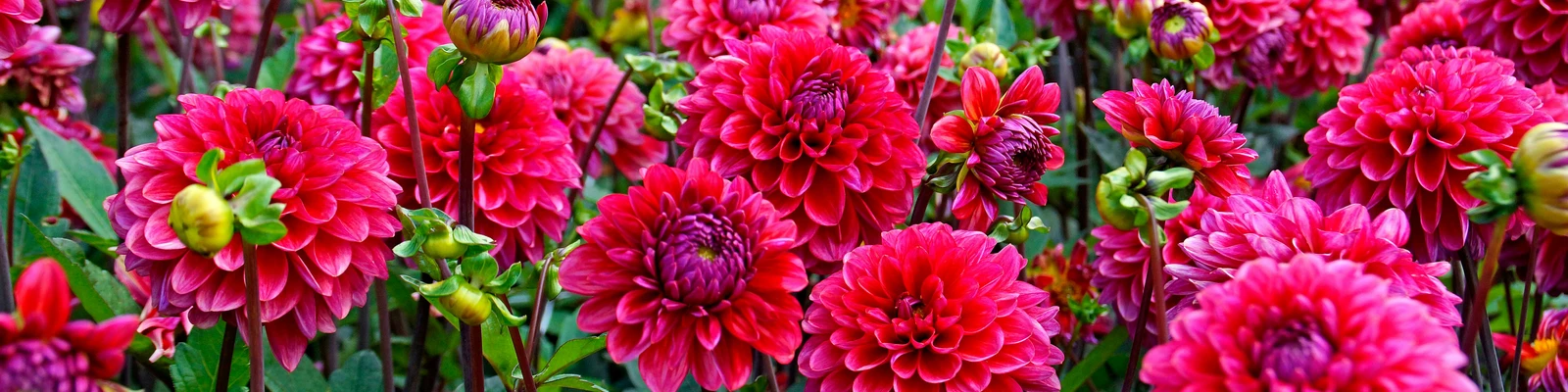 DE VROOMEN GARDEN PRODUCTS