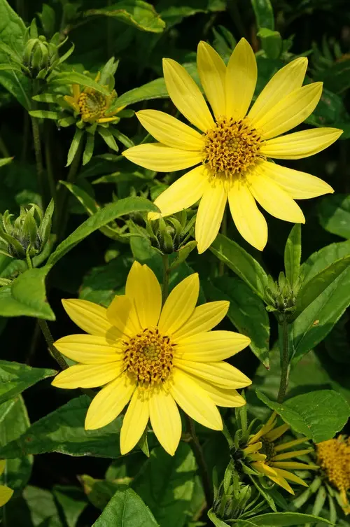 Helianthus